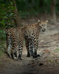 whatsapp image 2026 03 19 at 11.06.33 am (3)