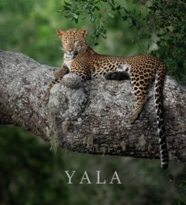 whatsapp image 2026 03 19 at 11.06.34 am (1)