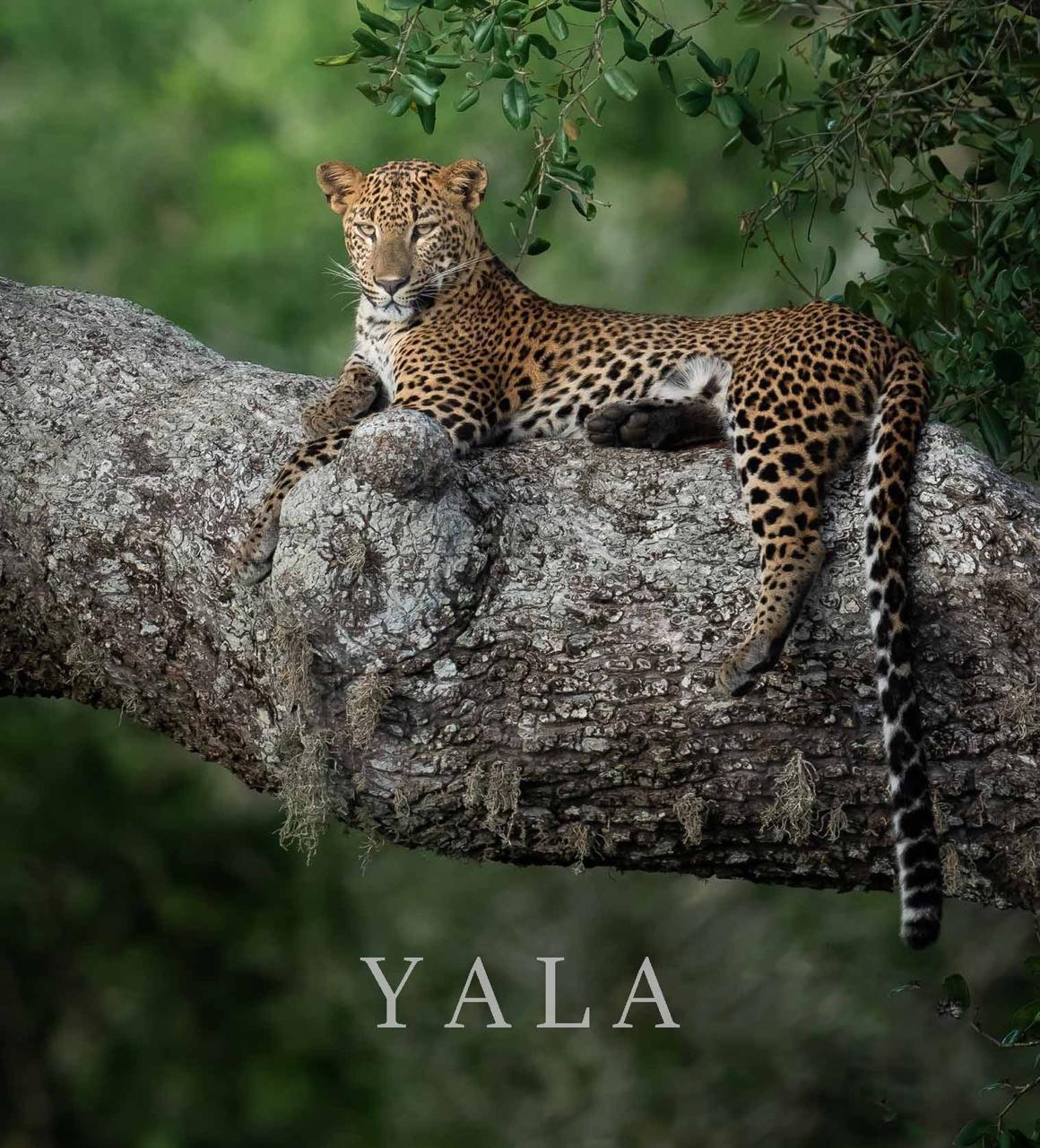 whatsapp image 2026 03 19 at 11.06.34 am (1)