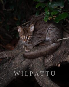 whatsapp image 2026 03 19 at 11.06.34 am