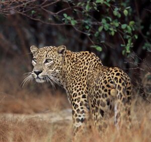 wilpattu minneriya national parks 7