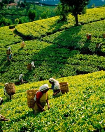Tea Plantation Experience