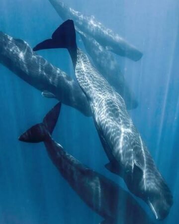 Mirissa Whale Watching